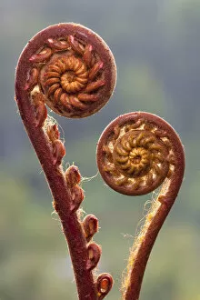 Fern fronds (species unknown) in mid-altitude montane forest in the heart of Maliau Basin