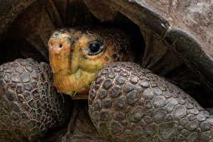 Fernandina Island Prints: Fernandina giant-tortoise (Chelonoidis phantasticus) head portrait
