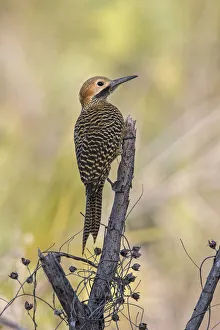 Fernandinas flicker (Colaptes fernandinae), Cuba, endemic species
