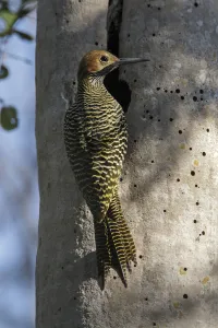 Fernandinas flicker (Colaptes fernandinae) at hole in tree, Cuba. Vulnerable species