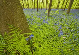Images Dated 19th April 2009: Ferns and Bluebells (Hyacinthoides non-scripta / Endymion non-scriptum) Hallerbos