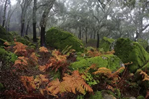 Ferns on the forest floor with Cork trees (Quercus suber