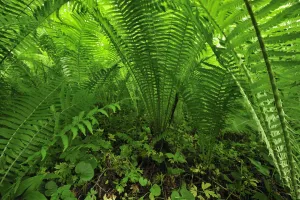 Images Dated 8th June 2008: Ferns, Moricsala Strict Nature Reserve, Moricsala Island, Lake Usma, Latvia, June 2009