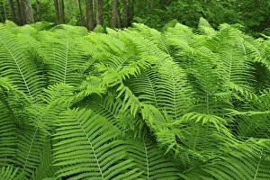 Images Dated 8th June 2008: Ferns, Moricsala Strict Nature Reserve, Moricsala Island, Lake Usma, Latvia, June 2009