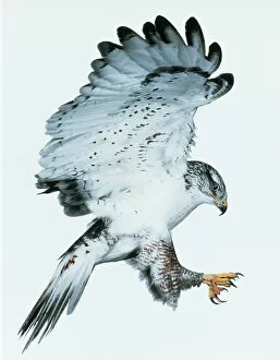 Ferruginous hawk (Buteo regalis) landing. Captive