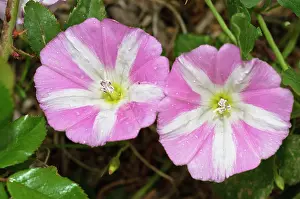 Climbers Prints: Field bindweed (Convolvulus arvensis) in flower