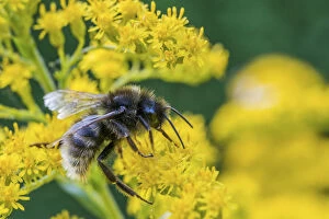 Hymenopterans Gallery: Field cuckoo bumblebee (Bombus campestris) feeding on Goldenrod (Solidago). Monmouthshire