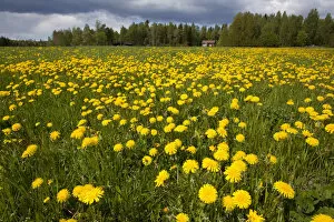 Field of Dandelions (Taraxacum sp) in flower, Bergslagen, Sweden, June 2009