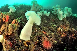 Growth Prints: Field of Giant plumrose anemones (Metridium giganteum) with a Snakelock anemone /
