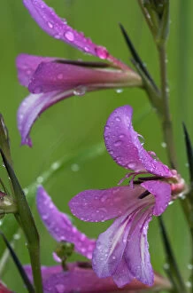Droplets Gallery: Field gladiolus (Gladiolus italicus) close-up of flowers covered in raindrops, Limassol
