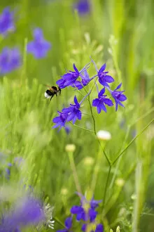 Field larkspur (Consolida regalis / Delphinium consolida) with Bumble bee flying by flower