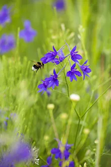 Bees Prints: Field larkspur (Consolida regalis / Delphinium consolida) with Bumble bee flying by flower