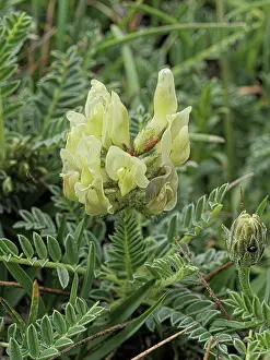 Field locoweed (Oxytropis campestris) in flower, Monti della Laga, Abruzzo, Italy. June
