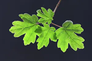 Indoors Prints: Field maple (Acer campestre) leaves in spring, Dorset, England, UK. April. Studio shot