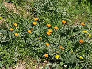 Gargano Prints: Field marigold (Calendula arvensis) in flower, Manfredonia, Gargano, Puglia, Italy. April
