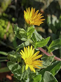 Umbria Prints: Field marigold (Calendula arvensis) in flower
