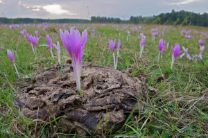 Liliaceae Prints: Field of Meadow saffron crocus (Colchicum autumnale) one growing in cow dung, Mohacs