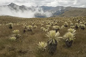 Field of Paramo flower / Frailejones (Espeletia pycnophylla), highland paramo
