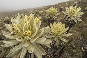 Field of Paramo flower / Frailejones (Espeletia pycnophylla), highland paramo