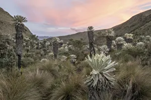 Field of Paramo flower / Frailejones (Espeletia pycnophylla), highland paramo