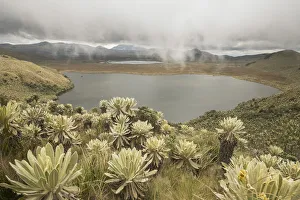 Field of Paramo flower / Frailejones (Espeletia pycnophylla) growing next to a lake
