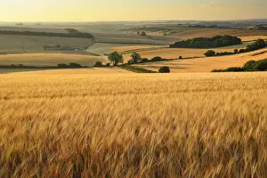 Field of ripe golden barley in the summer, Piddle Valley, Dorset, England, UK. July 2018