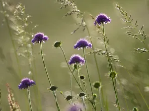 Dipsacaceae Prints: Field scabious (Knautia arvensis) flowering in meadow, Mount Baldo, Italy, Europe. June
