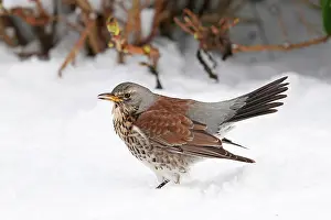 Denmark Prints: Fieldfare (Turdus pilaris) in deep snow in garden, Graasten, Denmark. January