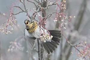 Berries Prints: Fieldfare (Turdus pilaris) feeding on Rowan berries (Sorbus hupehensis) in winter