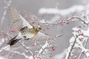 True Thrush Prints: Fieldfare (Turdus pilaris) in flight over snow-covered branches with red berries