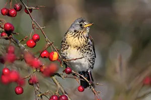 Apple Tree Prints: Fieldfare (turdus pilaris) perched on branch feeding on garden Crab apples (malus robusta) in winter