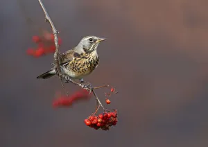 Fieldfare (Turdus pilaris) perched on branch of a Rowan tree (Sorbus aucuparia), with berries