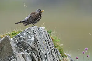 Varanger Prints: Fieldfare (Turdus pilaris) perched on a rock, Varanger, Norway. July