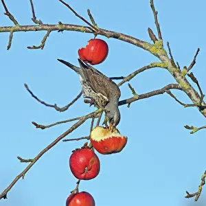 Denmark Prints: Fieldfare (Turdus pilaris) perched upside-down feeding on fruit in Apple tree