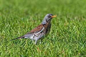 True Thrush Prints: Fieldfare (Turdus pilaris) portrait, Luxembourg. May