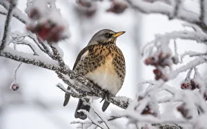 Fruit Prints: Fieldfare (Turdus pilaris) in Rowan tree with berries in winter