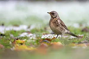 True Thrush Prints: Fieldfare (Turdus pilaris) standing on grass foraging for windfall apples in winter