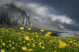 Ranunculaceae Prints: Fields of Buttercups (Ranunculus repens) in flower in front of towering cliffs