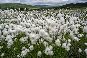Grass Prints: Fields of Scheuchzer cotton grass (Eriophorum scheuchzeri) in flower