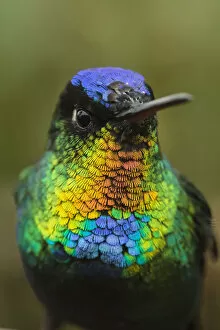 Nick Hawkins Gallery: Fiery throated hummingbird (Panterpe insignis) an endemic bird species. Talamanca Range