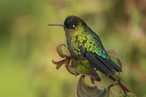Fiery throated hummingbird (Panterpe insignis) an endemic bird species. Talamanca Range