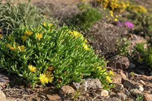 Succulents Prints: Fig marigold (Malephora sp.) flowering in desert
