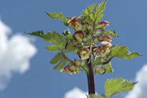 Figwort (Scrophularia grandiflora) against sky