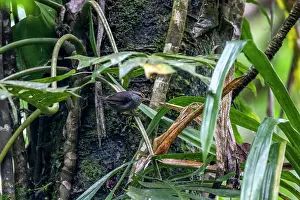 Fiji Prints: Fiji bush warbler (Horornis ruficapilla) perched on a vine