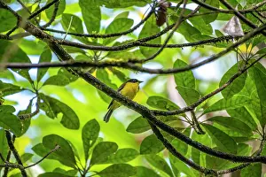 Fiji Prints: Fiji whistler (Pachycephala vitiensis) perched on branch