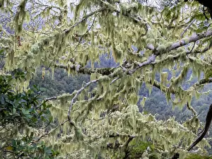 Laurel Prints: Filamentous lichen (Alectoria sarmentosa) growing on tree in Laurel (Laurus nobilis) forest