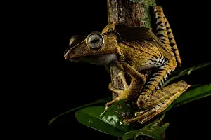 Legs Prints: File-eared tree frog (Polypedates otilophus) sat on side of tree trunk