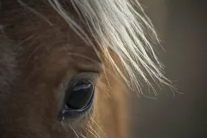 Animal Eye Gallery: Fillys eye, wild Mustang horse at Black Hills Wild Horse Sanctuary, South Dakota
