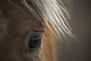 Horses & Ponies Collection: Fillys eye, wild Mustang horse at Black Hills Wild Horse Sanctuary, South Dakota