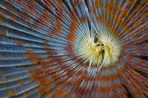 Patterns Prints: Detail of the filter feeding apendange of Peacock worm (Sabella pavonina) Loch Carron